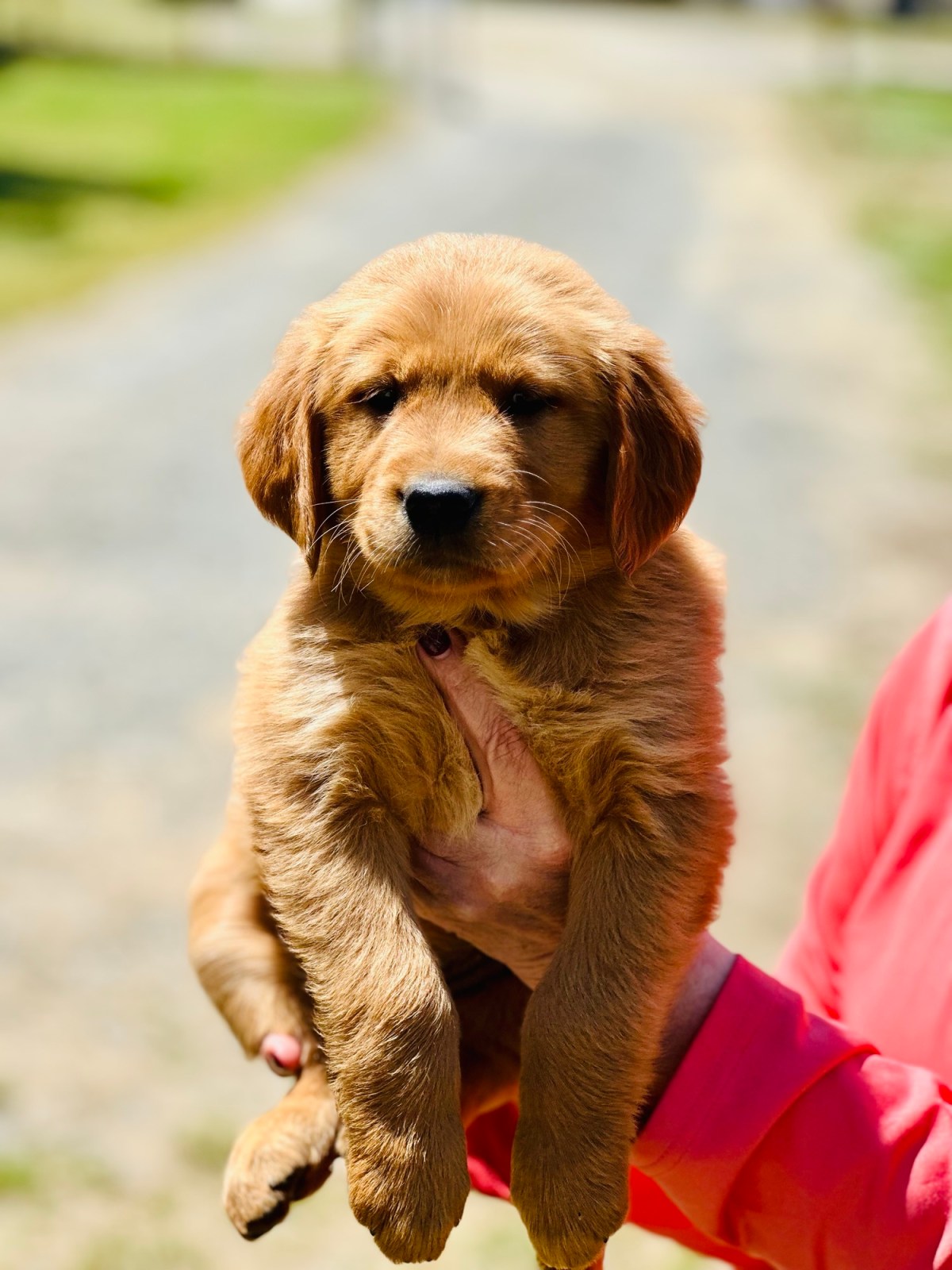 Golden Retriever Puppies born 3/28.  We have 3 girls left.